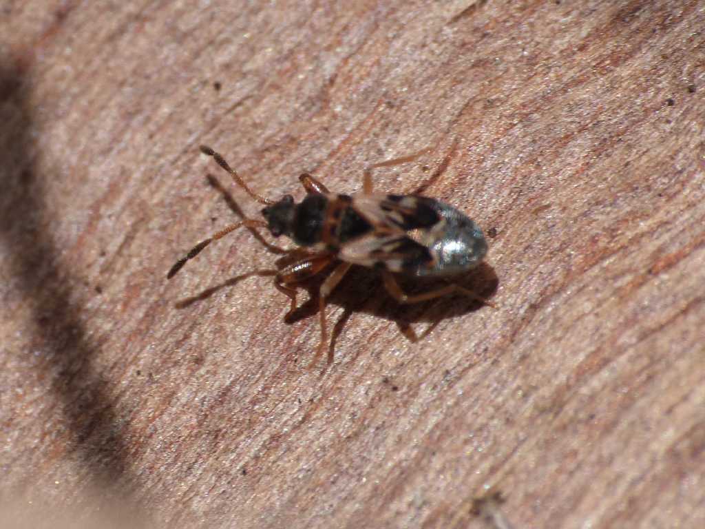 Scolopostethus thomsini - Torrimpietra (RM)